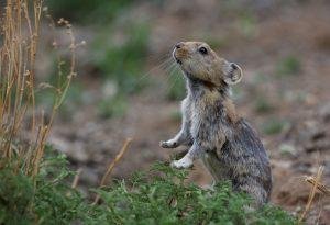Mongolian Pika