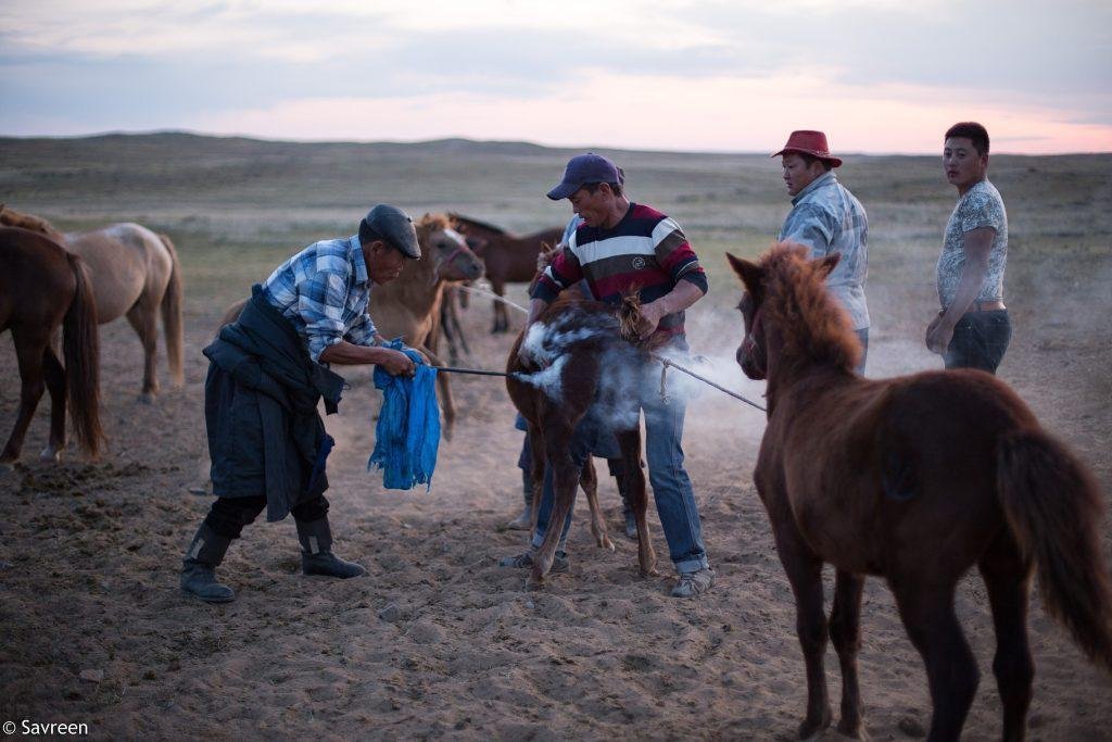 Horse branding in Mongolia