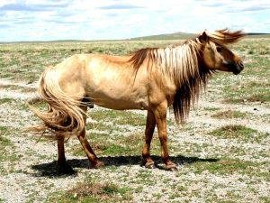 Mongolian horse