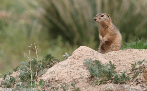 Ground squirrel Mongolia