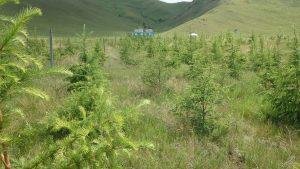 Tree planting projects in Mongolia