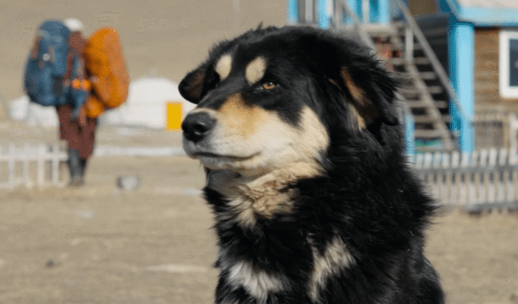 Screenshot of family dog at Sutton Tulgan Eco Camp at Mongolia’s Khorgo-Terkhiin Tsagaan Nuur National Park.