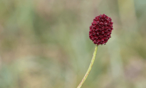 Wild Flowers Of Mongolia Red Burnet