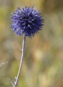 Wild Flowers Of Mongolia - Globe Thistle