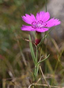 Wild Flowers Of Mongolia Pink