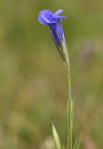 Wild Flowers Of Mongolia Gentian