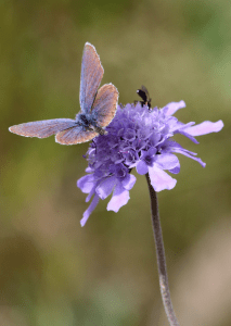 Wild Flowers Of Mongolia - Butterfly on Scabius