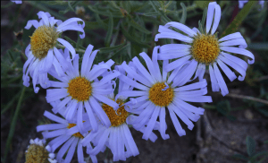 Wild Flowers Of Mongolia - Alpine Aster