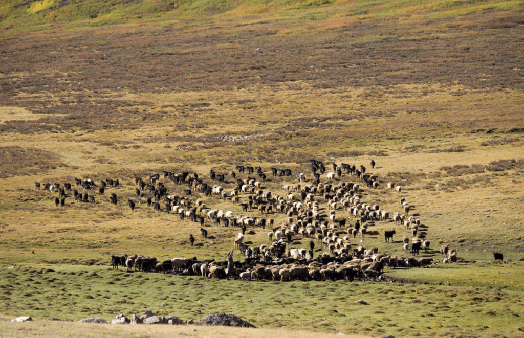Livestock in Mongolia