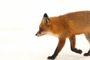 Fox, photographed from Wildlife Dreams Photography Hide Complex in Estonia