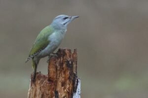 Grey headed woodpecker, photographed from Wildlife Dreams Photography Hide Complex in Estonia