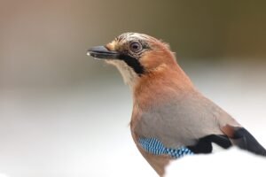 Jay in winter, photographed from Wildlife Dreams Photography Hide Complex in Estonia