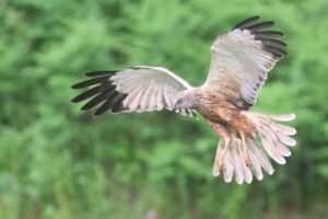 Marsh Harrier, photographed from Wildlife Dreams Photography Hide Complex in Estonia